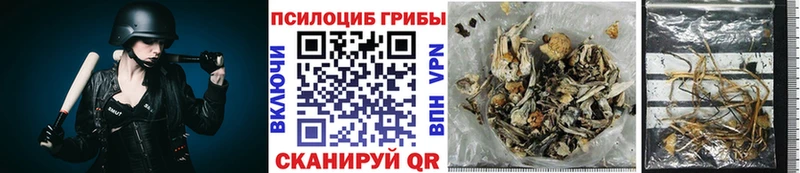 купить   Поронайск  Псилоцибиновые грибы Psilocybe 